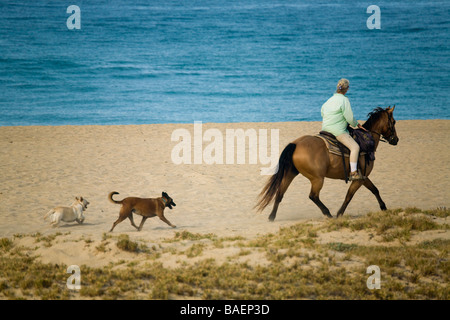 MEXICO Todos Santos Woman riding horse with western saddle on the beach along Pacific Ocean Playa La Cachora two dogs following Stock Photo