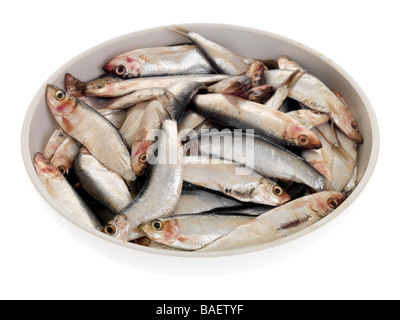 Close Up Image Of Fresh Caught Raw Uncooked Sprats Fish Ready To Cook And Eat As A Tasty Healthy Meal Full Of Goodness And Vitamins Stock Photo