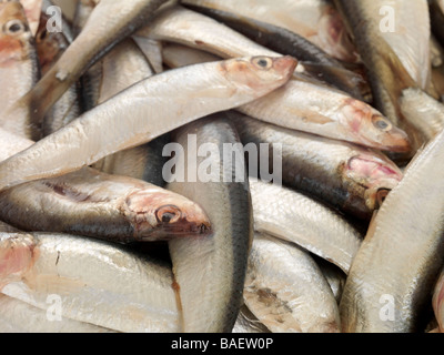 Close Up Image Of Fresh Caught Raw Uncooked Sprats Fish Ready To Cook And Eat As A Tasty Healthy Meal Full Of Goodness And Vitamins Stock Photo