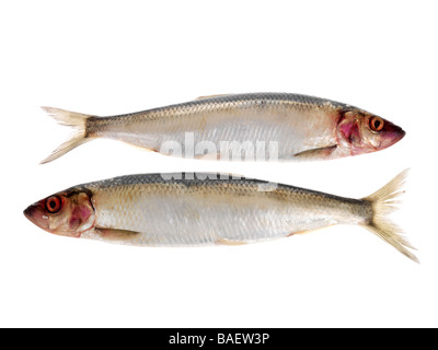 Fresh Healthy Raw Uncooked Whole Herring Fish Ready To Fillet And Cook Isolated Against A White Background With No People And A Clipping Path Stock Photo