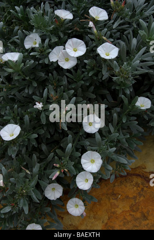 Convolvulus cneorum Stock Photo