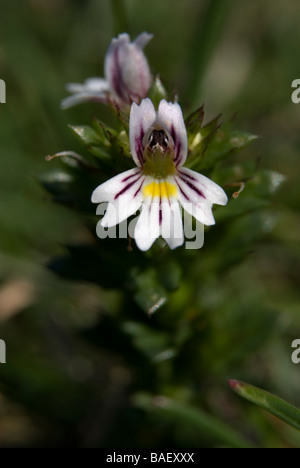 Eyebright Euphrasia nemorosa Stock Photo - Alamy