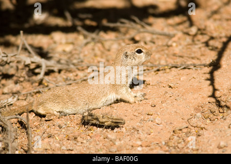 Ground Squirrel - Desert Botanical Gardens - Phoenix, Arizona Stock Photo