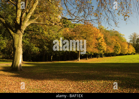 Autumn Tree Avenue, Abington Park, Northampton, Northamptonshire, England, UK Stock Photo