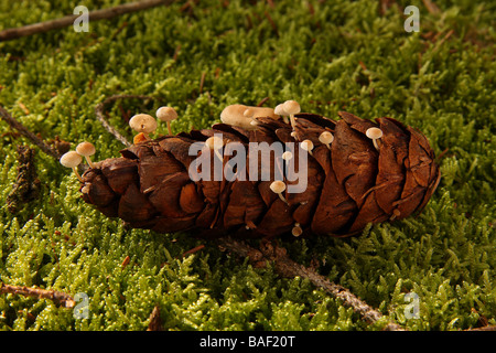 A colony of tiny fungi growing on a Fir cone on the woodland floor Limousin France Stock Photo