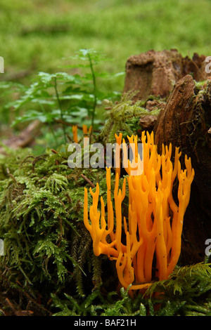 A clump of Calocera viscosa fungi growing on a moss covered Pine stump Limousin France Stock Photo