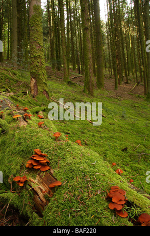 Several clumps of Galerina mutabilis fungi growing on a fallen tree trunk covered in moss Limousin France Stock Photo