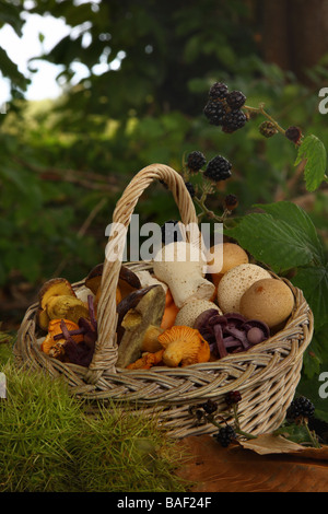 A small basket of various wild edible fungi in woodland Stock Photo