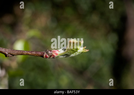 bud,apple,apple blossom,budding spring Stock Photo