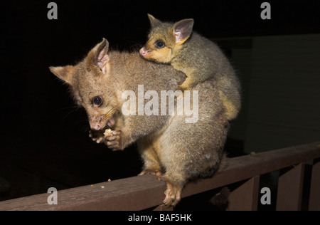 Australian Possum mother carrying baby, feeding on a snack at night, Tumut, New South Wales, Australia Stock Photo