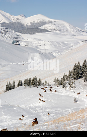 Elk herd 09207 Stock Photo