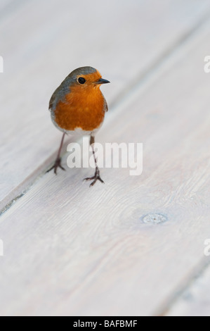 Robin standing on garden table top. UK Stock Photo