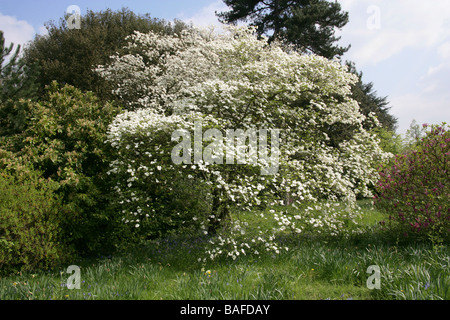 Flowering Dogwood, Cornus florida 'Ormonde' cultivar, Cornaceae. Eastern North America and northern Mexico Stock Photo