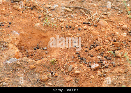 Rabbit latrine Spain Stock Photo