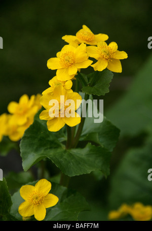 Marsh Marigold, Caltha palustris, Ranunculaceae. UK Stock Photo