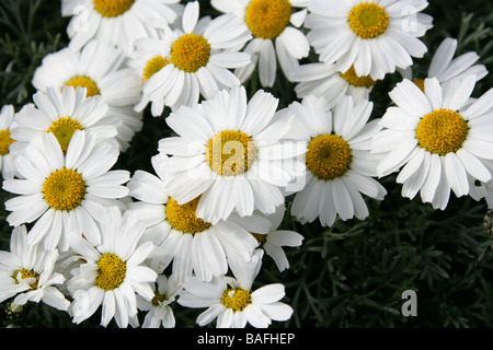 Moroccan Daisy, Rhodanthemum hosmariense, Asteraceae Stock Photo