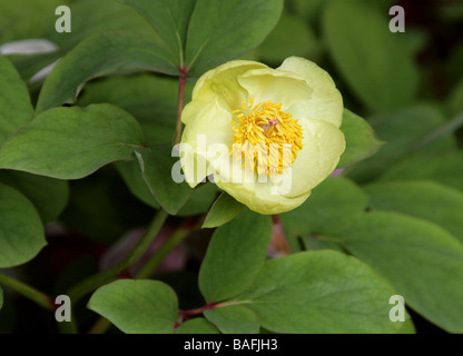Golden Peony or Caucasian Peony Paeonia mlokosewitschii Paeoniaceae East and Central Caucasus Stock Photo