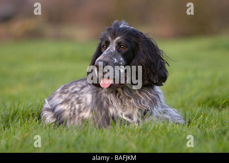 black and white cocker spaniel working dog Stock Photo