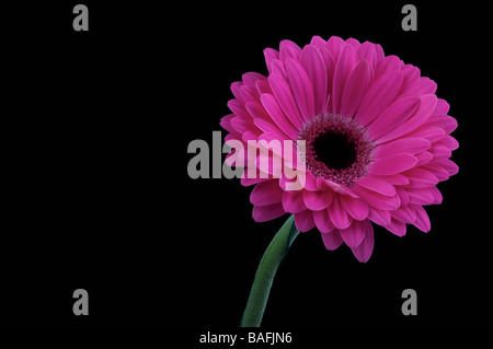 Pink Gerbera Flower Daisy on black background Stock Photo