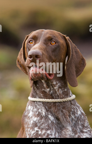 A German Short Haired Pointer Stock Photo
