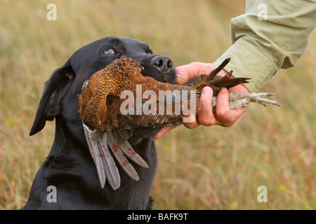 A black Labrador retrieving a Grouse to hand Stock Photo