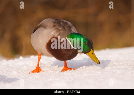 Mallard Duck feeding in snow North Lincolnshire United Kingdom Stock Photo