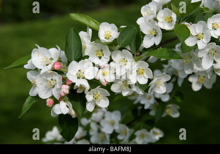 Japanese Flowering Crabapple, Malus floribunda, Rosaceae, Japan Stock Photo