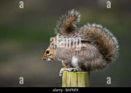 A Grey Squirrel - Sciurus caroliniensis. Stock Photo