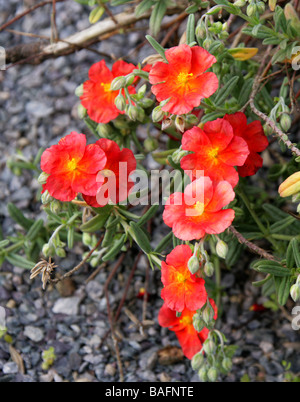 Red Rockrose, Helianthemum 'Fire Dragon', Cistaceae, Garden Origin