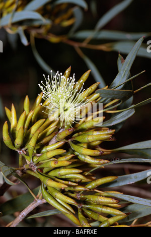 Melaleuca cardiophylla- Family Myrtaceae Stock Photo