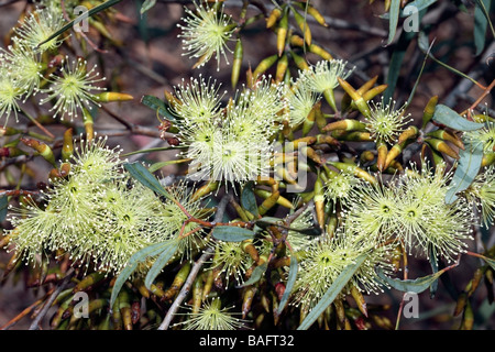 Melaleuca cardiophylla- Family Myrtaceae Stock Photo