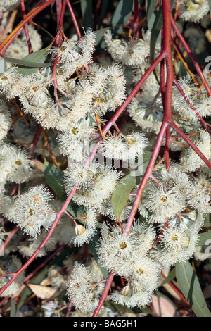 Backbutt Flowers- Eucalyptus pilularis- Family Myrtaceae Stock Photo