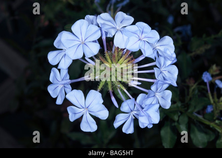 Plumbago/Leadwort Flowers-Plumbago auriculata-Family Plumbaginaceae Stock Photo