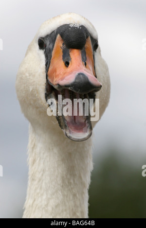 Portrait Of Calling Mute Swan Cygnus olor Stock Photo