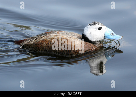 Male White-headed Duck Oxyura leucocephala Swimming At Martin Mere WWT, Lancashire UK Stock Photo