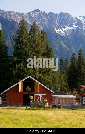 storing hay bales in a barn Pemberton British Columbia Canada Stock Photo