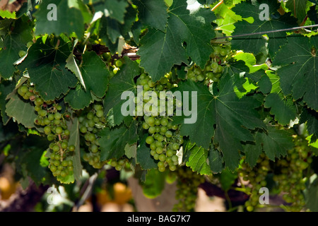 Bodega Familia Zuccardi Bunch of Torrontes grapes Mendoza Argentina Stock Photo