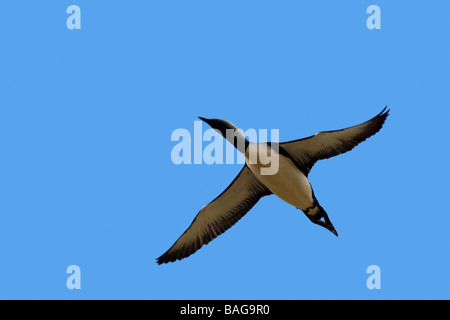 Pacific Diver, Pacific Loon (Gavia pacifica), adult in flight Stock Photo