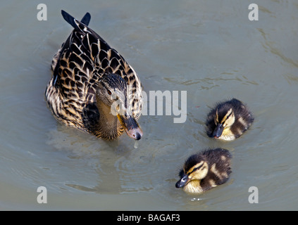 Mallard Duck and Two Ducklings (anas platyrhynchos) swimming on Pond Stock Photo