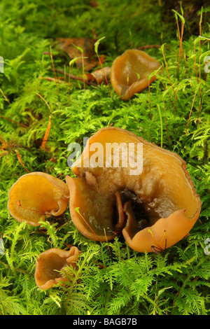 Several Otidea alutacea fungi growing on a bed of moss Limousin France Stock Photo