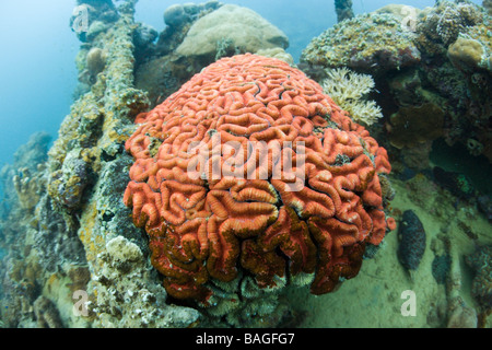 Coral Fluorescence of Brain Coral in Day Light Micronesia Palau Stock Photo