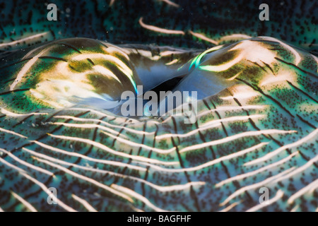 Iridescent Mantle of Giant Clam Tridacna Squamosa Micronesia Palau Stock Photo