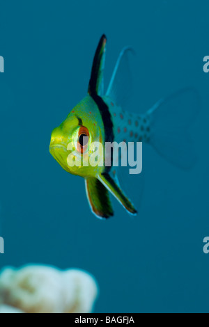 Pyjama Cardinalfish, Sphaeramia nematoptera, Coral Reef, Lembeh, North ...