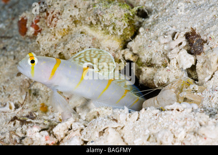 Symbiotic between Randalls Prawn Goby and Pistol Shrimp Amblyeleotris randalli Alpheus rapicida Turtle Cove Micronesia Palau Stock Photo