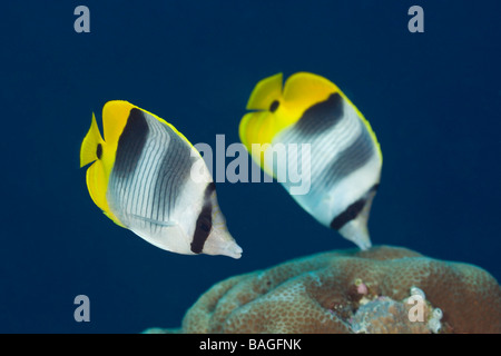 Pair Double saddle Butterflyfish Chaetodon ulietensis Turtle Cove Micronesia Palau Stock Photo
