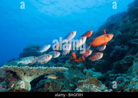 Group of Red Crescent tail Bigeye Priacanthus hamrur Blue Corner Micronesia Palau Stock Photo