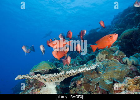 Red Crescent tail Bigeye Priacanthus hamrur Blue Corner Micronesia Palau Stock Photo