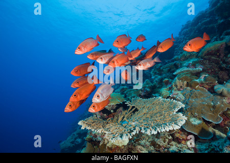 Group of Red Crescent tail Bigeye Priacanthus hamrur Blue Corner Micronesia Palau Stock Photo