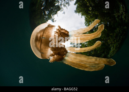 Mastigias Jellyfish Matigias papua Risong Bay Micronesia Palau Stock Photo