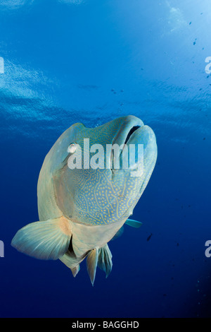 Humpback Wrasse Cheilinus undulatus Blue Corner Micronesia Palau Stock Photo